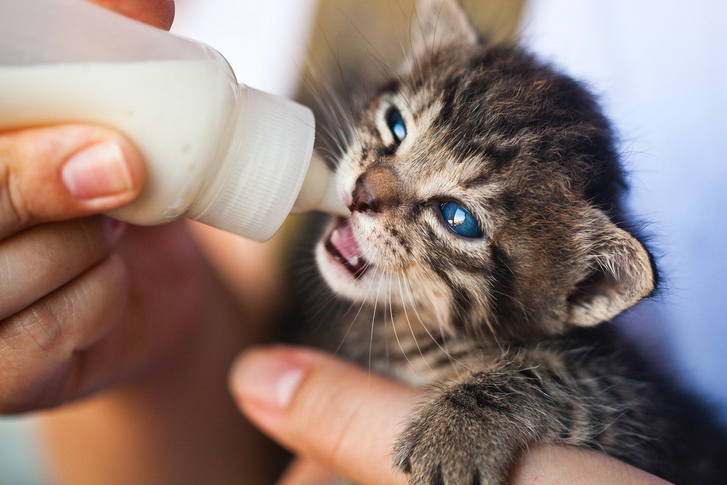 Pet Health & Wellness Accessories