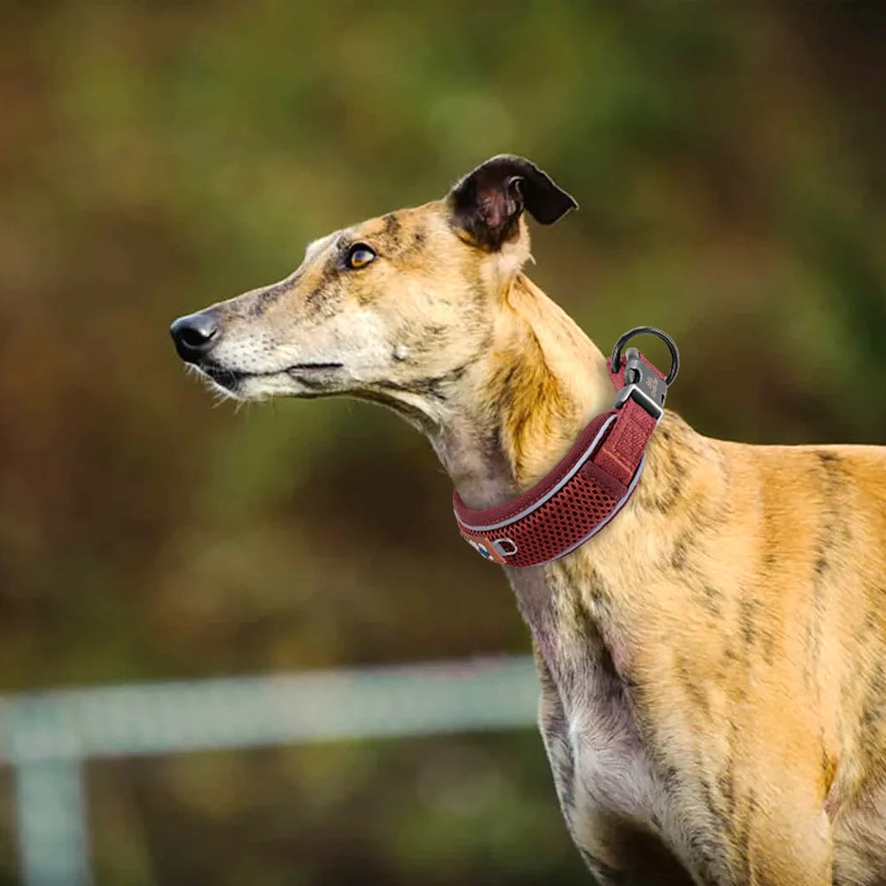 Personalized Reflective Mesh Dog Collar With Breathable Padded Comfort
