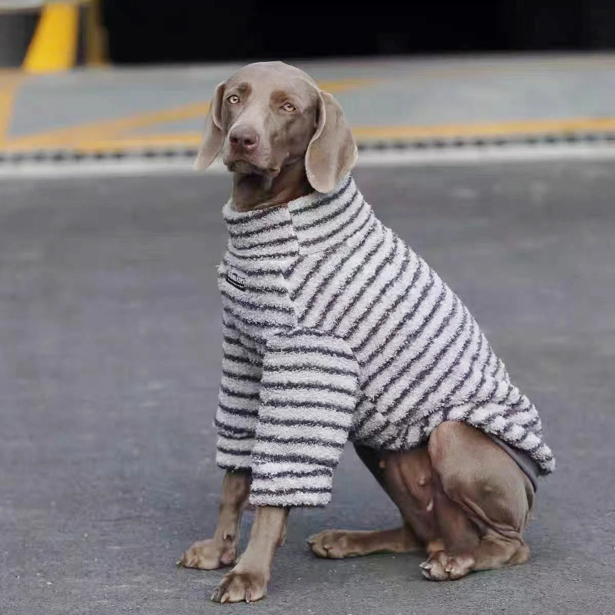 Hoopreety Stripe Cotton Dog Sweater Turtleneck