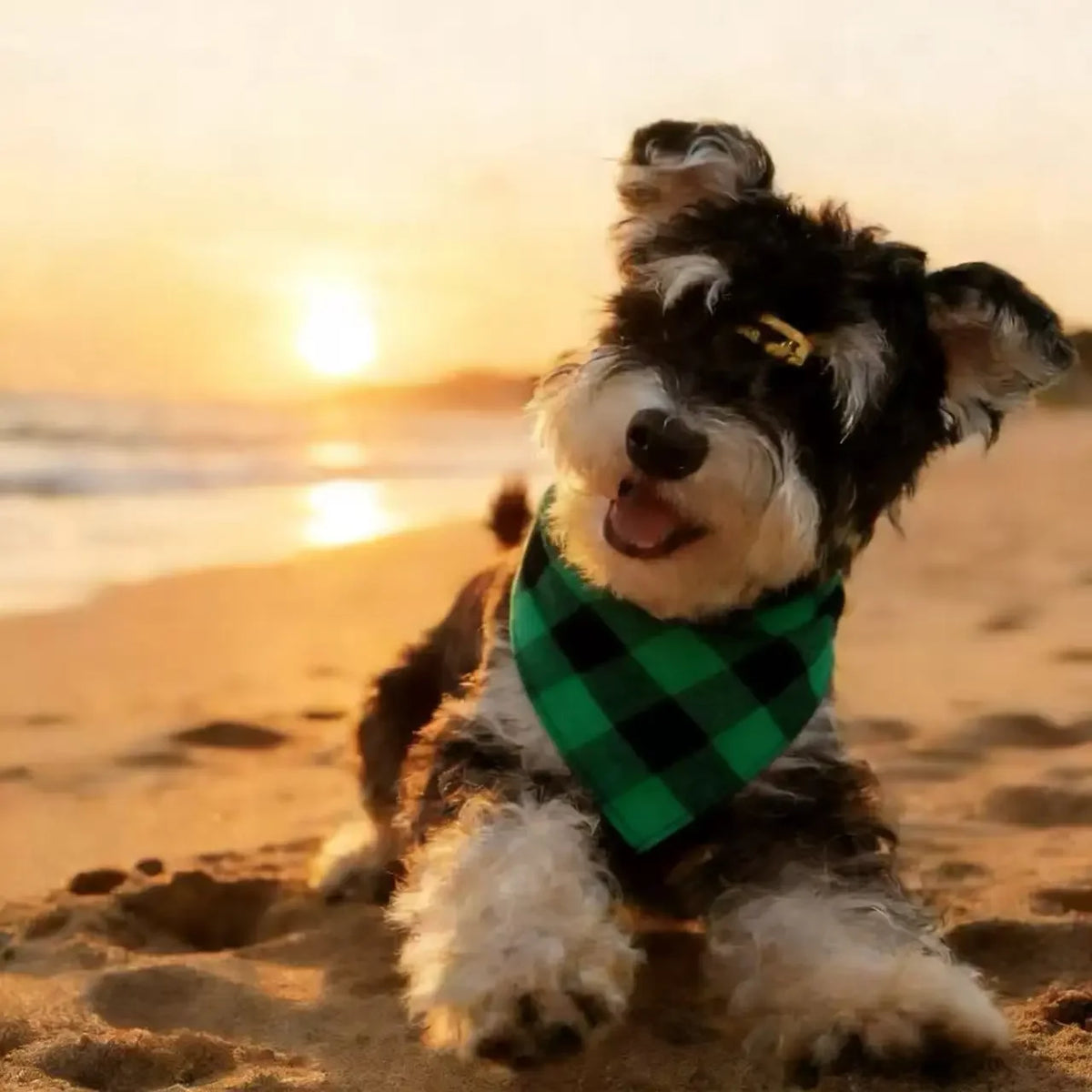 Washable Plaid Pet Scarves for Dogs and Cats Special Occasions